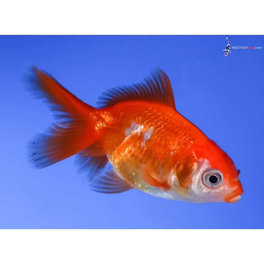 2.5” Imported Red and White Fantail