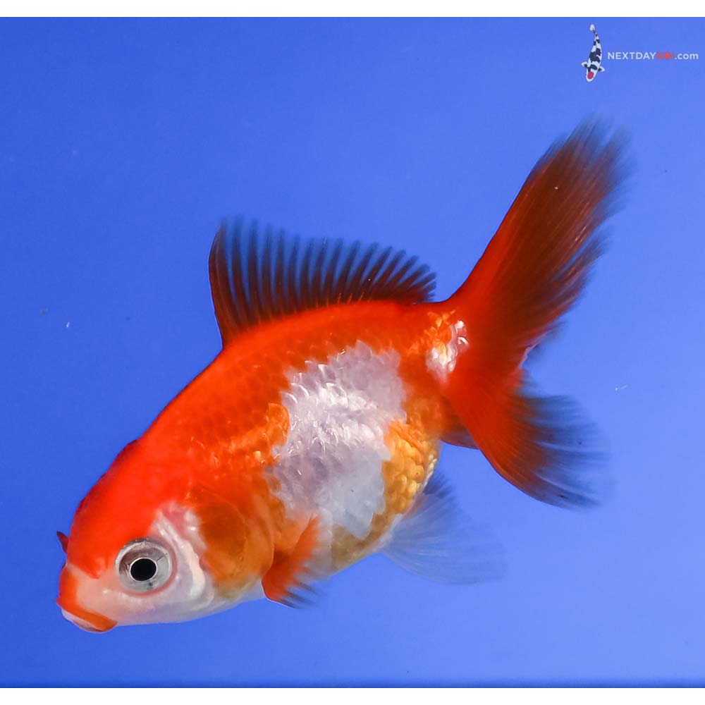 2.5” Imported Red and White Fantail