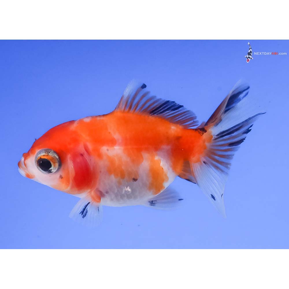 2.5” Imported Calico Fantail