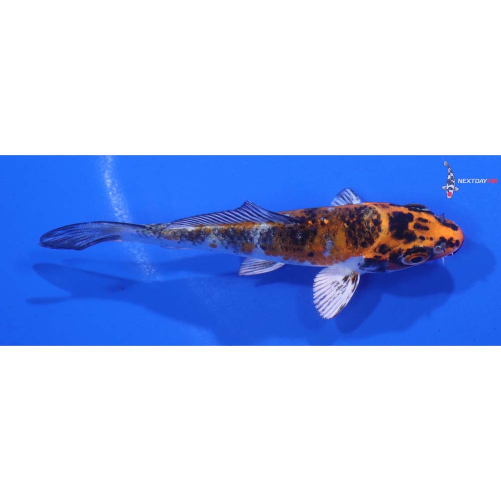 3.5” Imported Kujaku