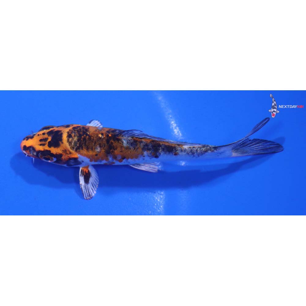 3.5” Imported Kujaku