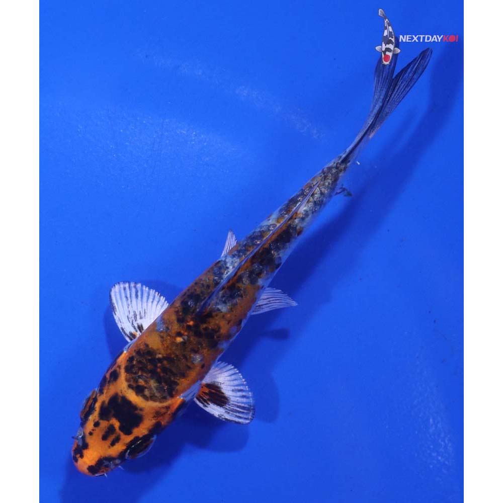 3.5” Imported Kujaku
