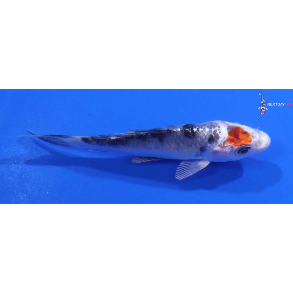 3” Imported Yamato Nishiki