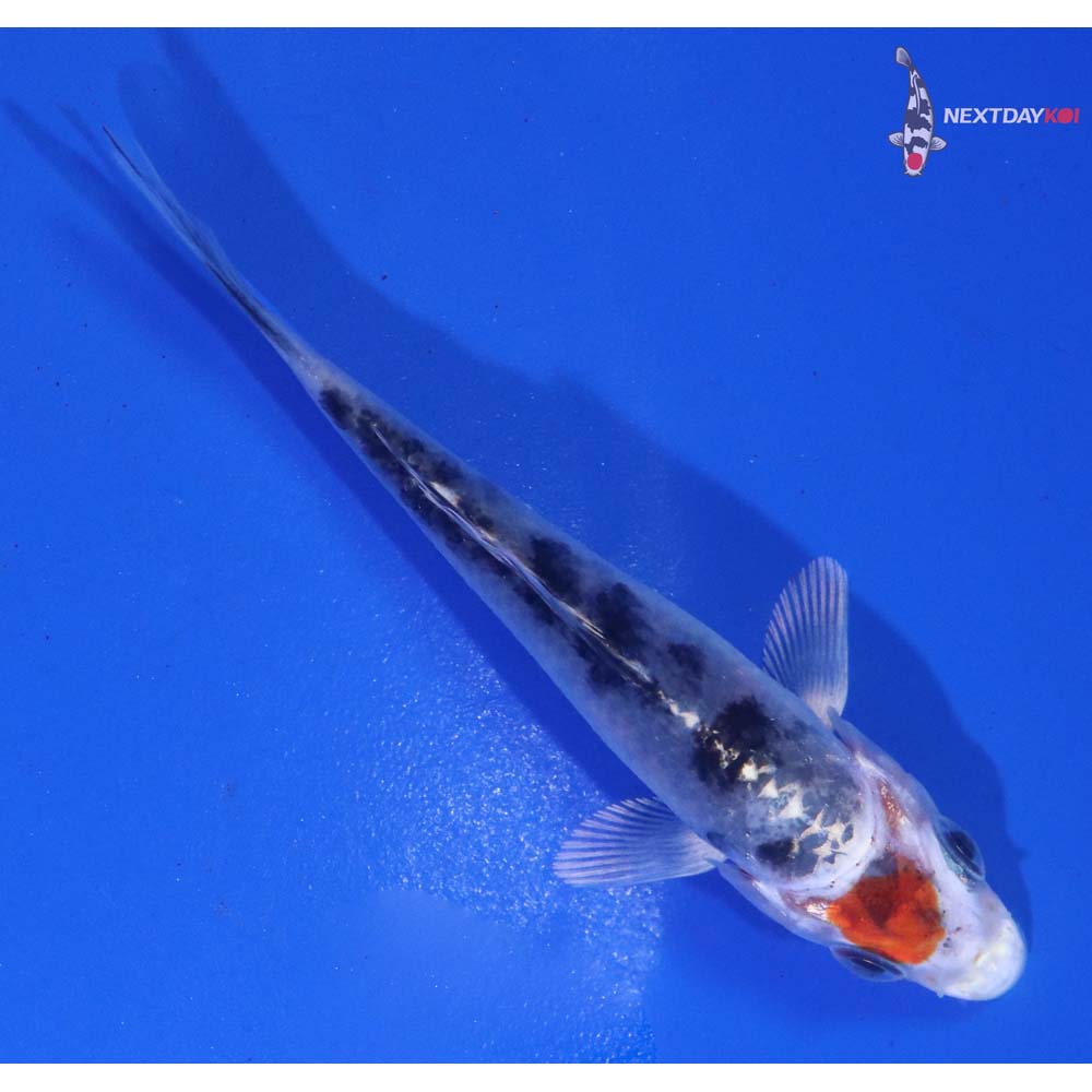 3” Imported Yamato Nishiki