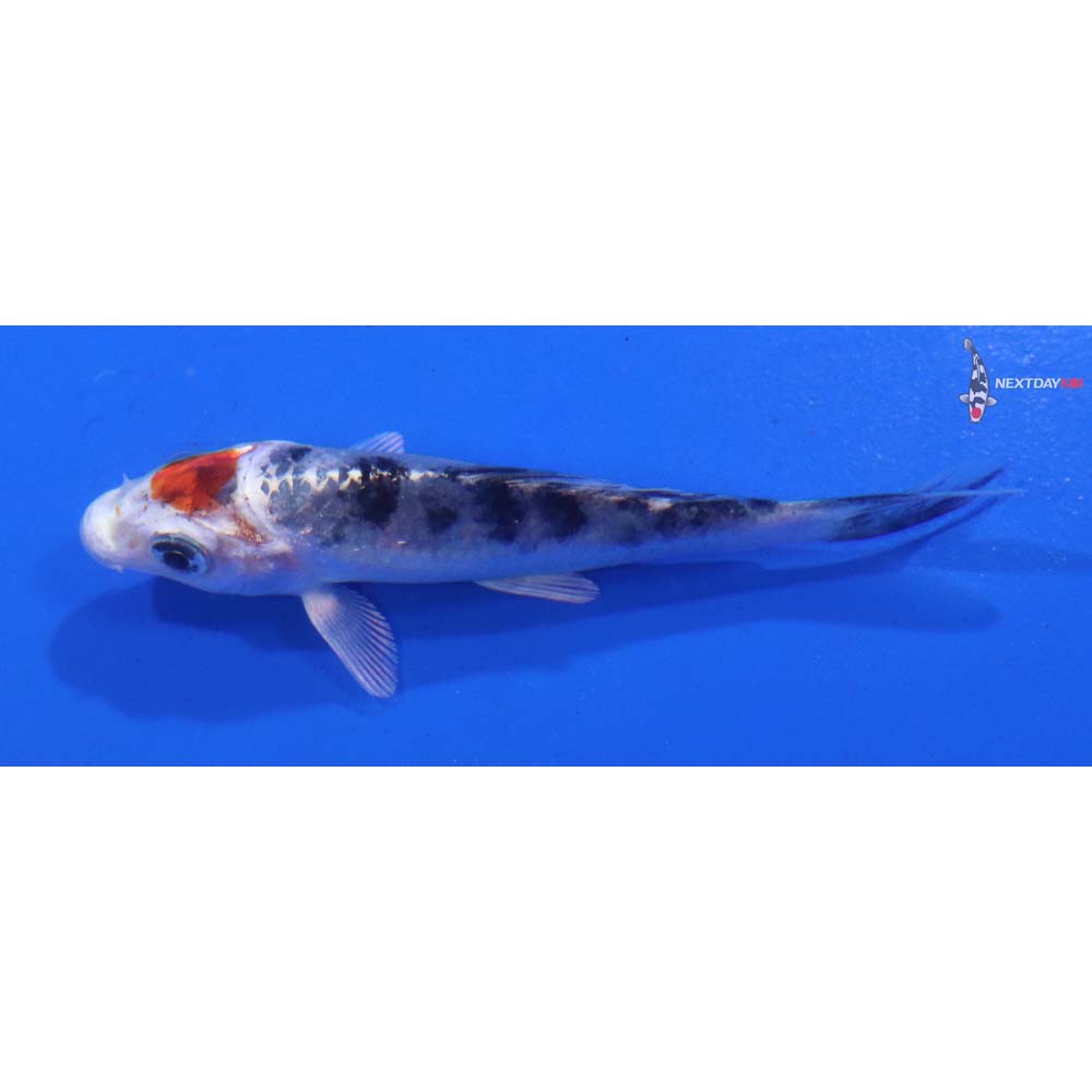 3” Imported Yamato Nishiki