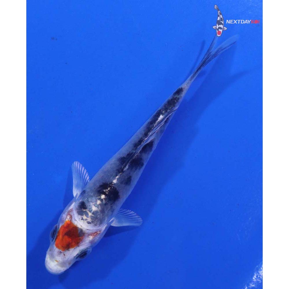 3” Imported Yamato Nishiki