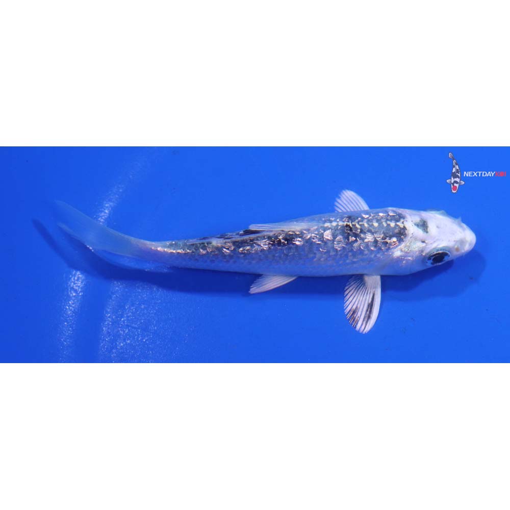3.5” Imported Gin Rin Gin Shiro Bekko
