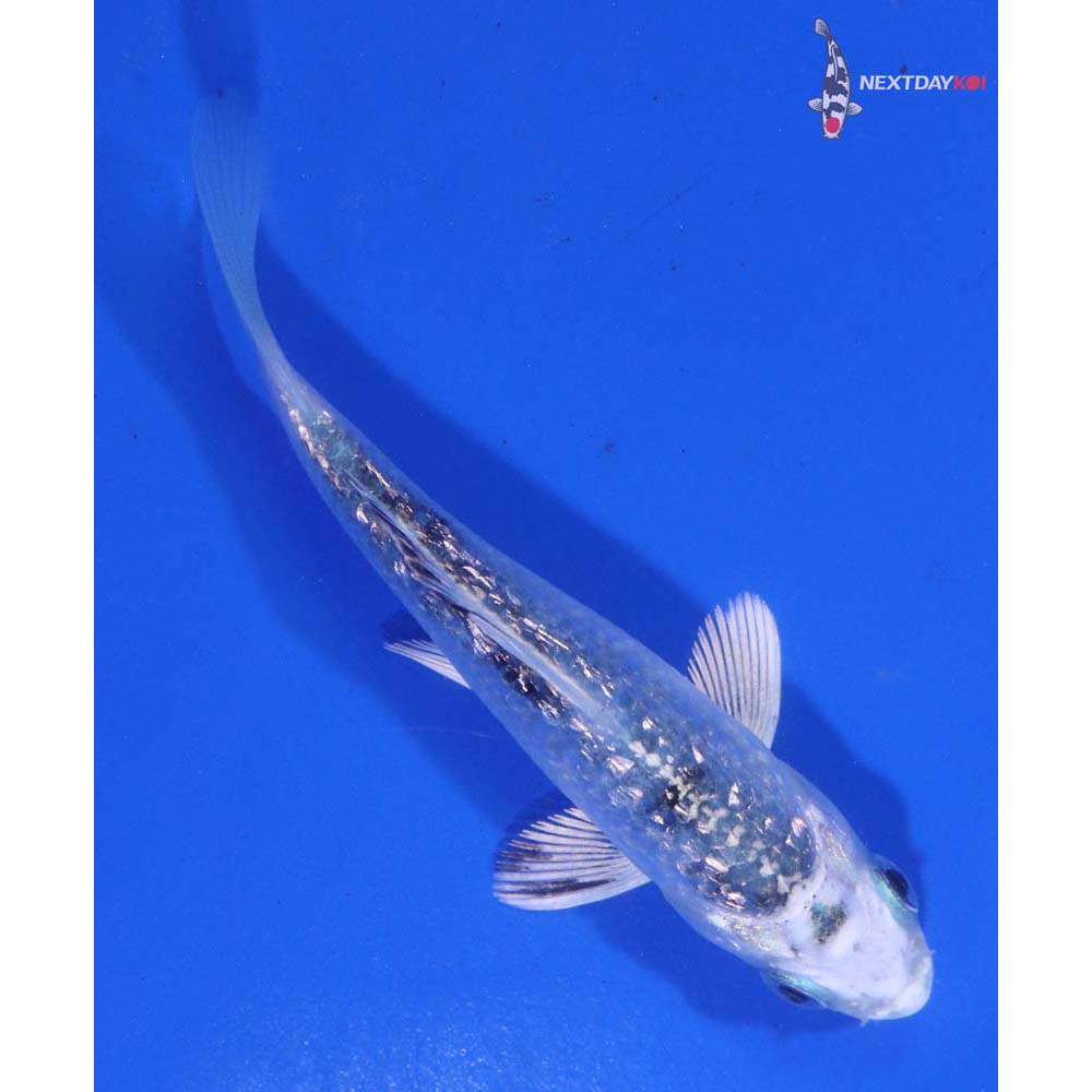 3.5” Imported Gin Rin Gin Shiro Bekko