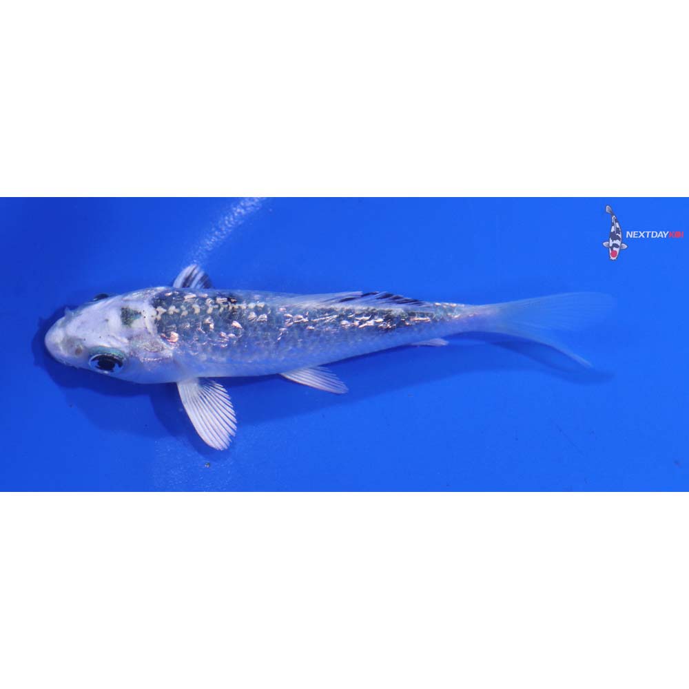 3.5” Imported Gin Rin Gin Shiro Bekko