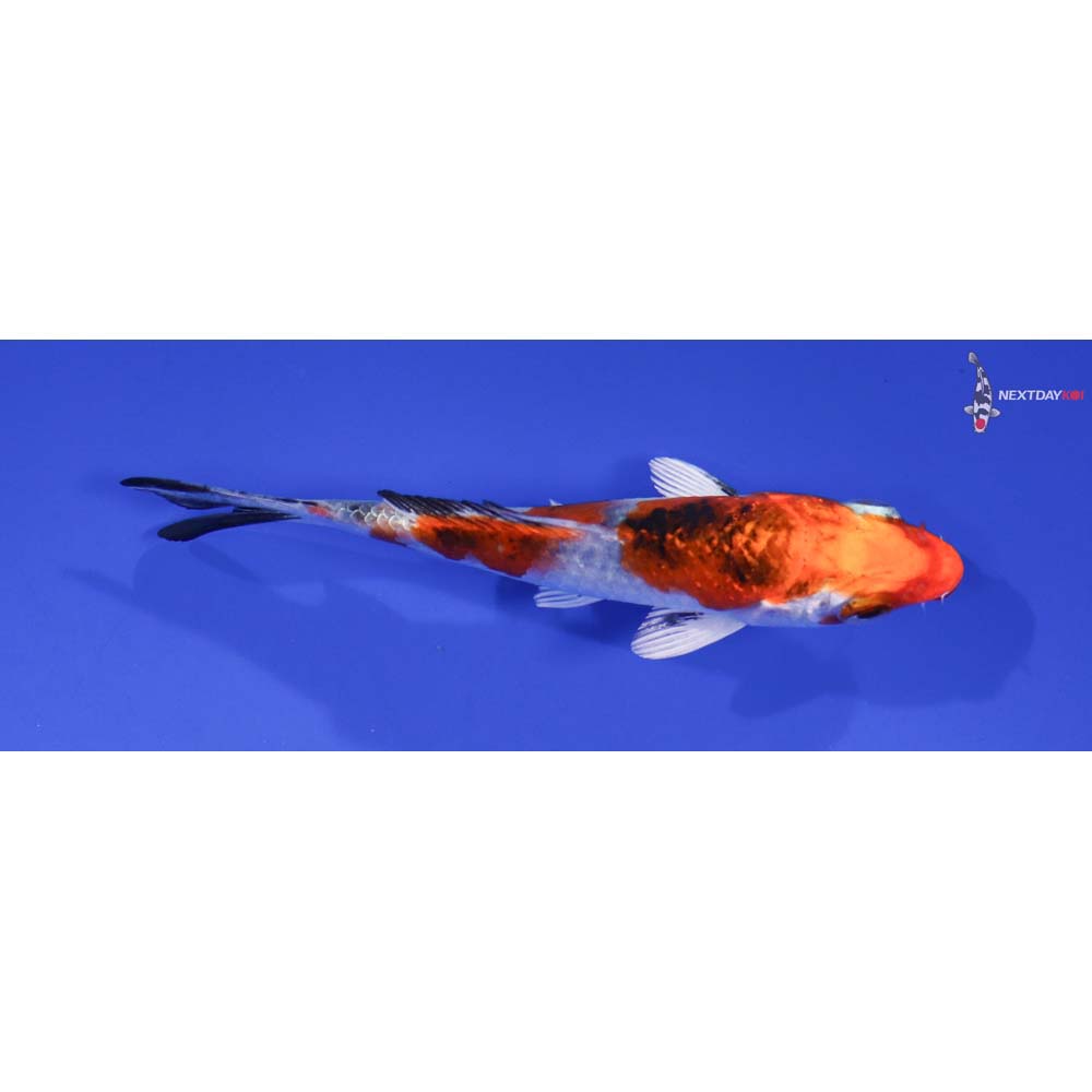 3.5” Imported Yamato Nishiki