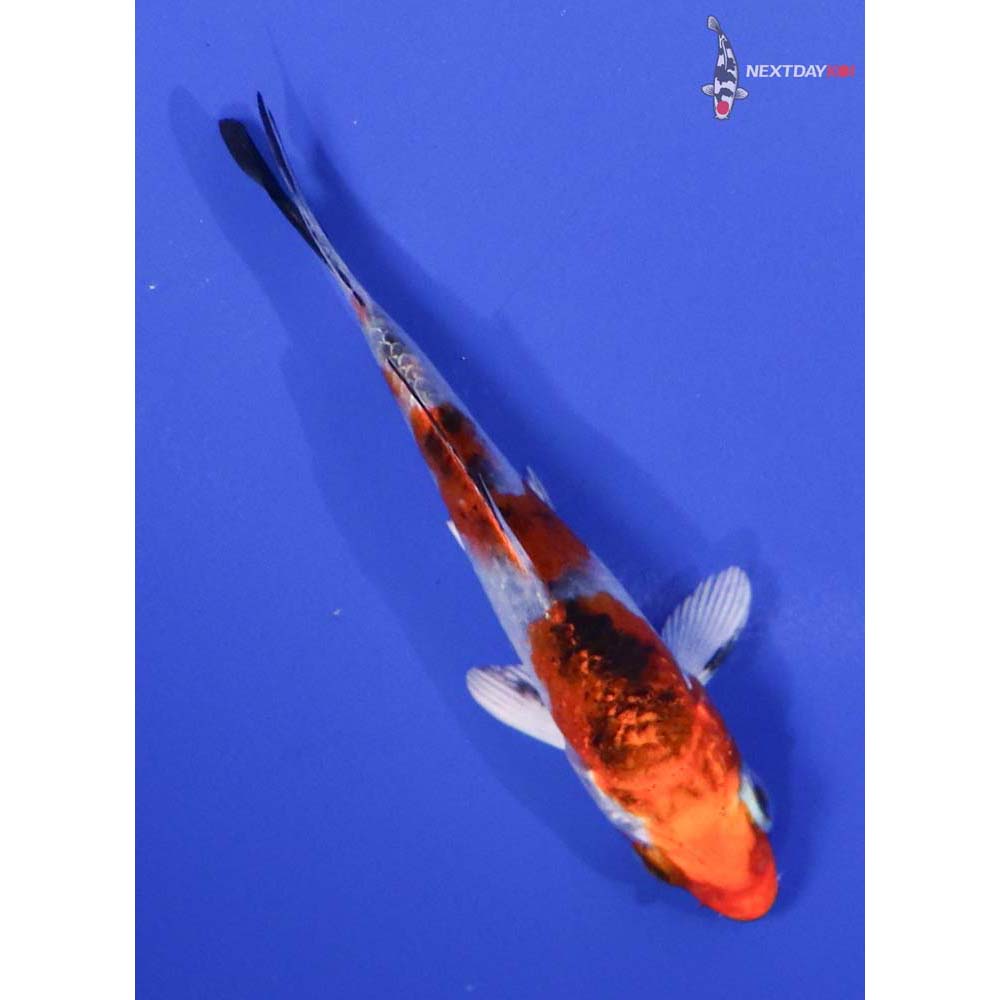 3.5” Imported Yamato Nishiki