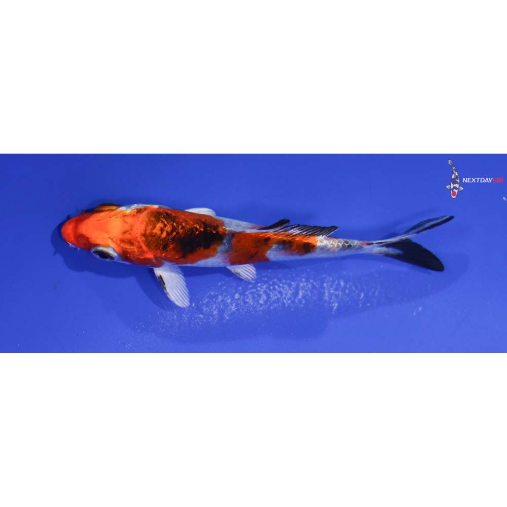 3.5” Imported Yamato Nishiki
