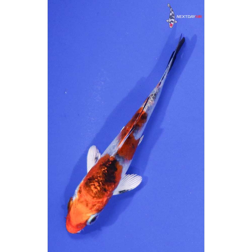 3.5” Imported Yamato Nishiki