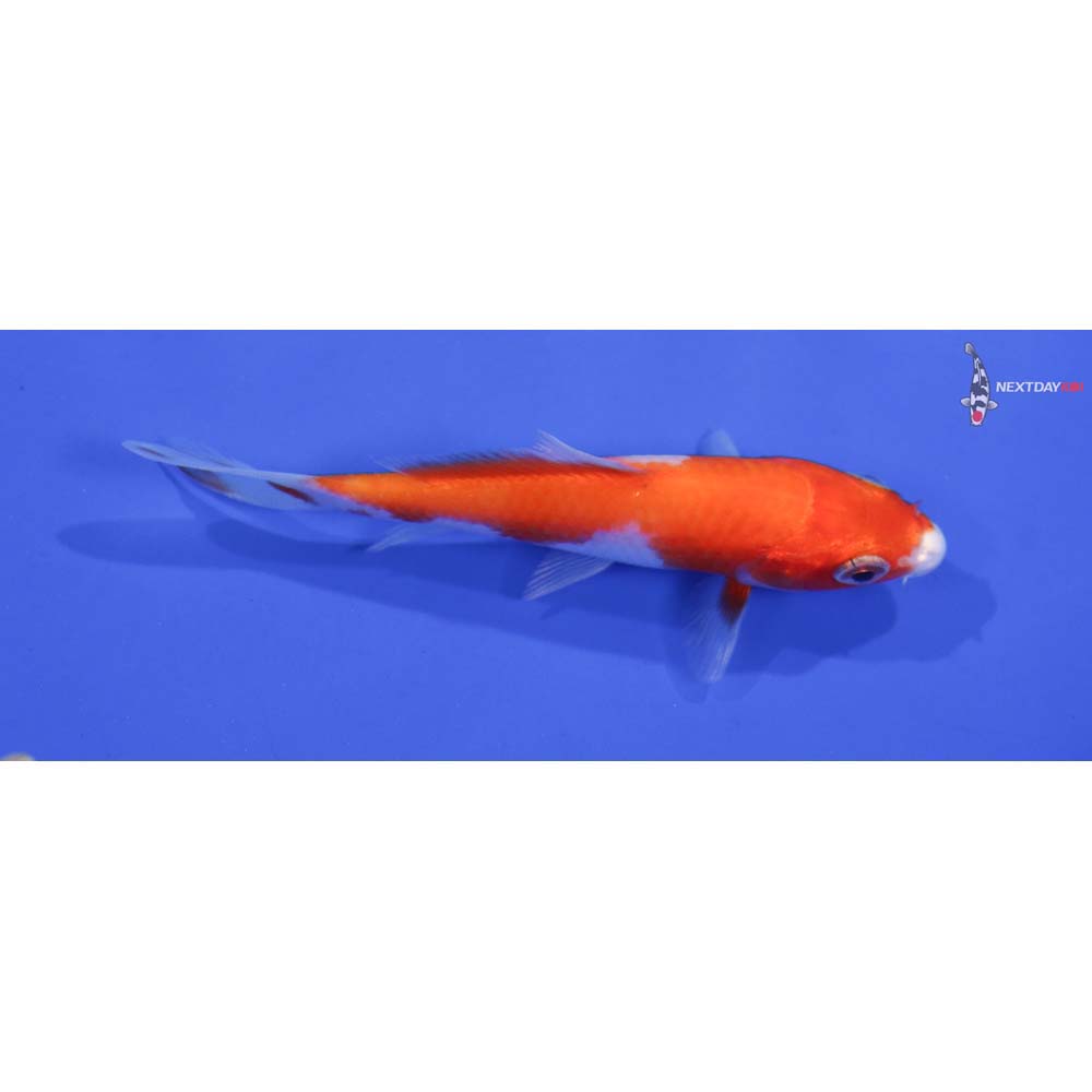 3.5” Imported Kohaku