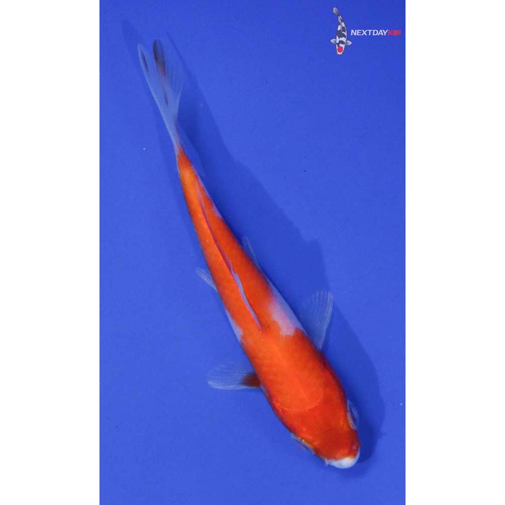 3.5” Imported Kohaku