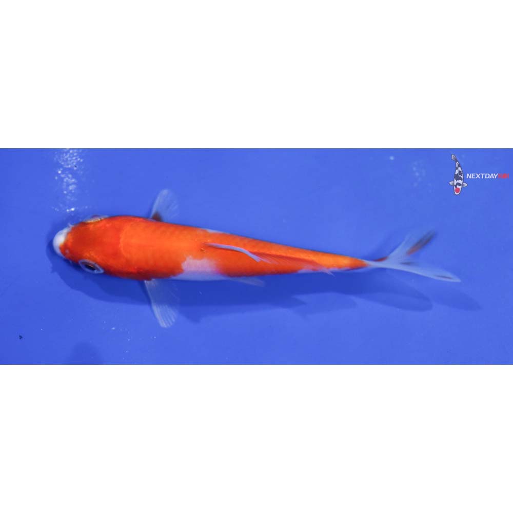 3.5” Imported Kohaku