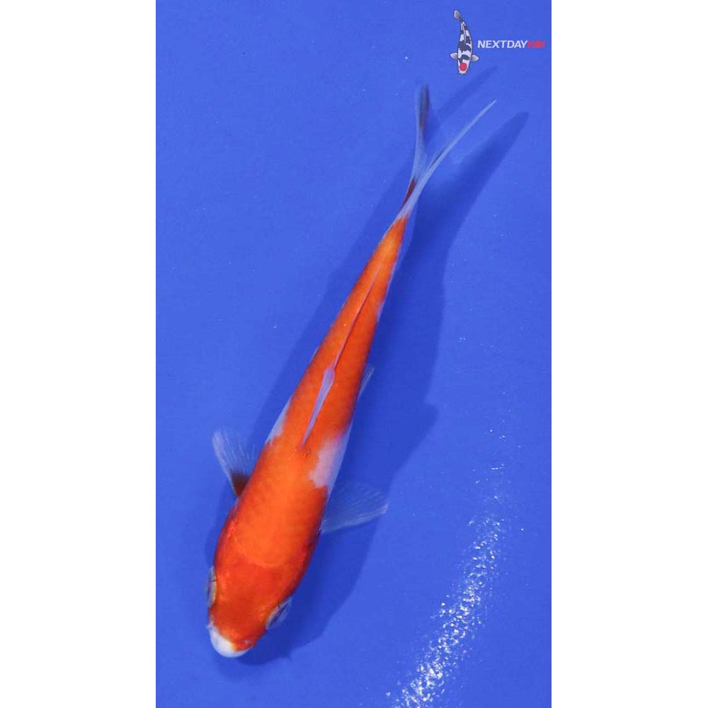 3.5” Imported Kohaku