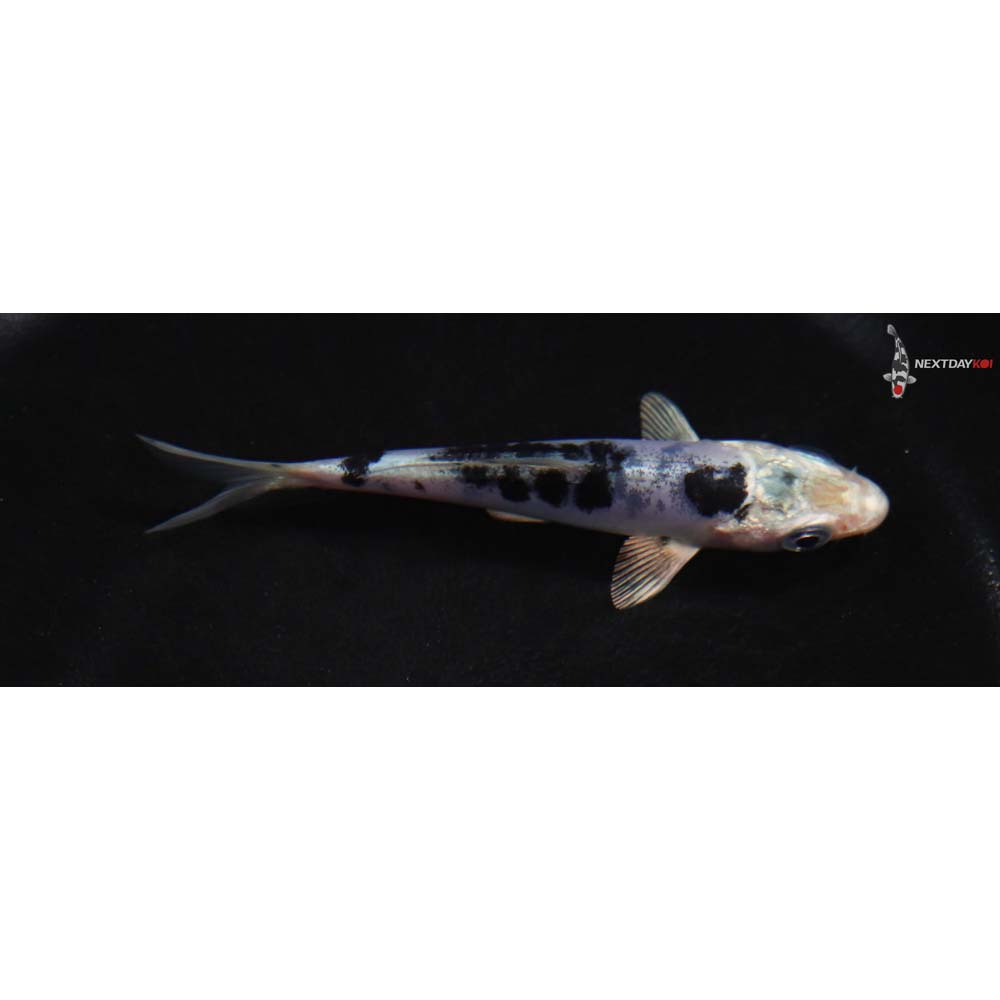 3.5” Imported Doitsu Gin Shiro Bekko