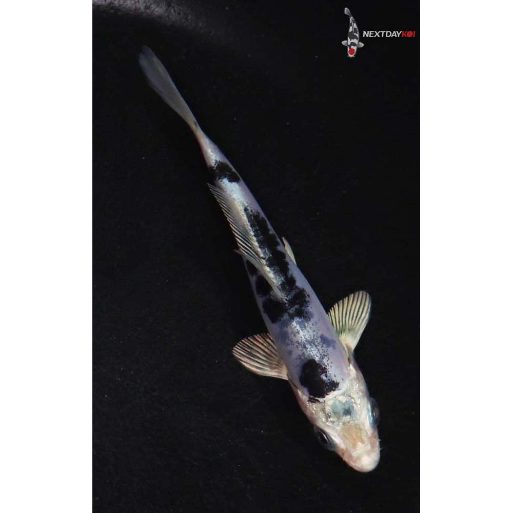 3.5” Imported Doitsu Gin Shiro Bekko