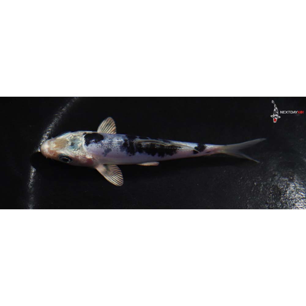 3.5” Imported Doitsu Gin Shiro Bekko