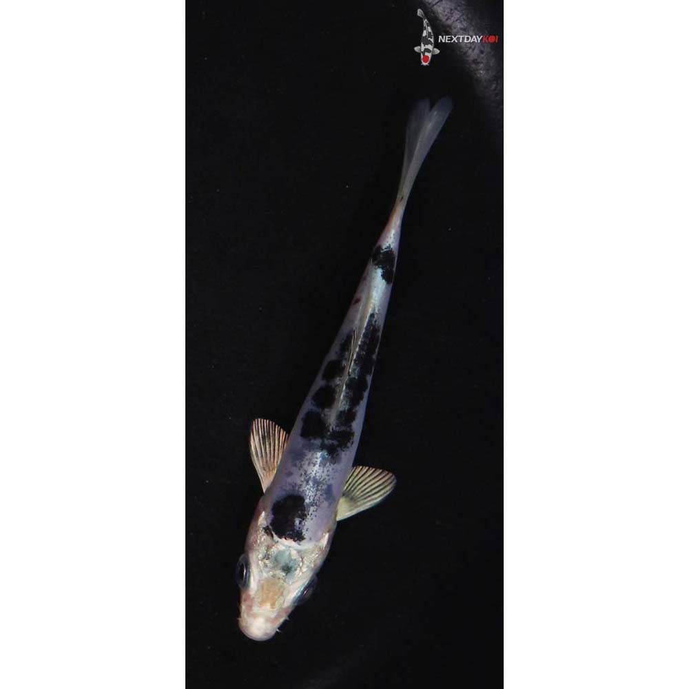 3.5” Imported Doitsu Gin Shiro Bekko