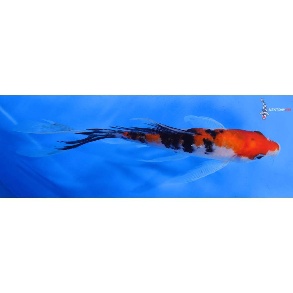 8” Imported Sanke Butterfly Koi