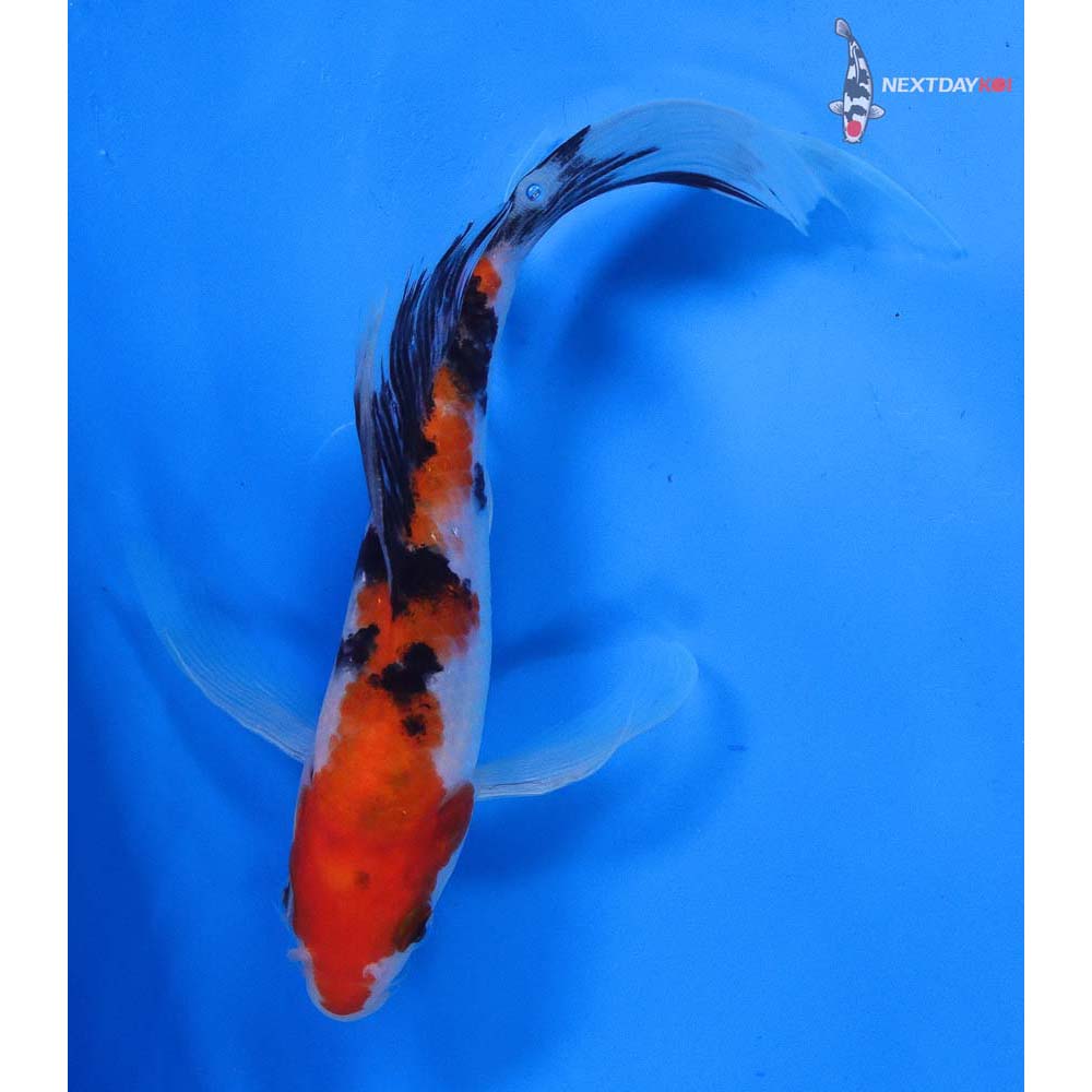 8” Imported Sanke Butterfly Koi