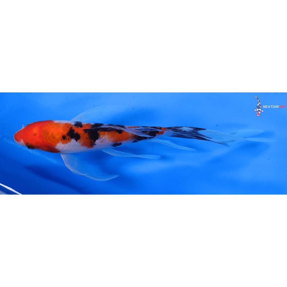 8” Imported Sanke Butterfly Koi