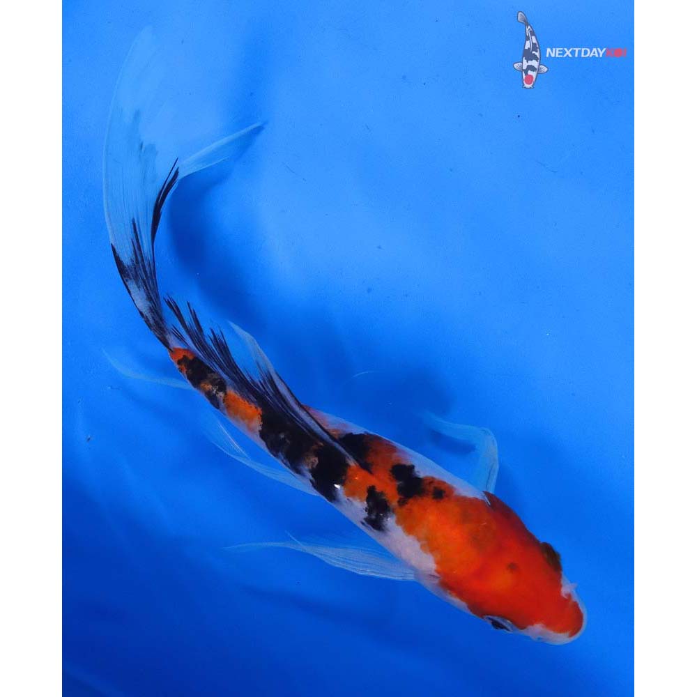 8” Imported Sanke Butterfly Koi
