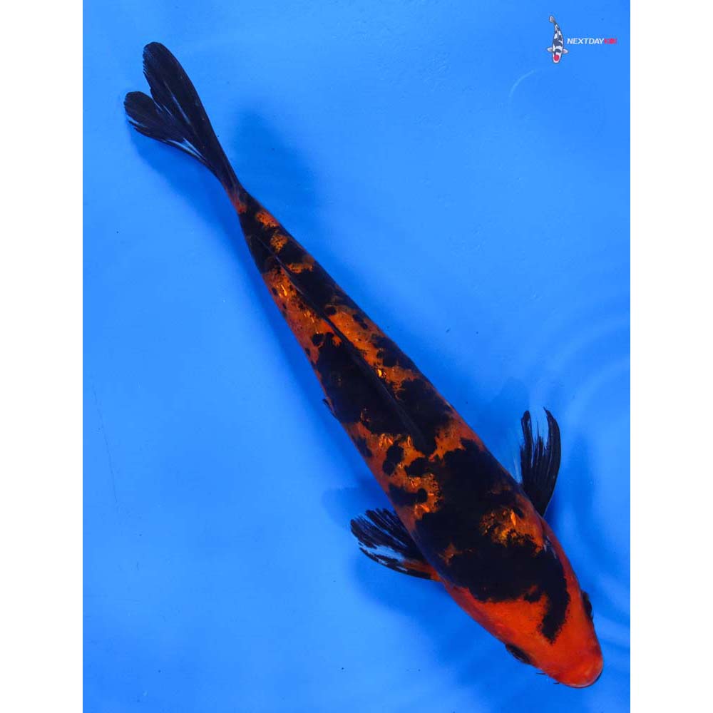 7.5” Imported Gin Rin Aka Bekko