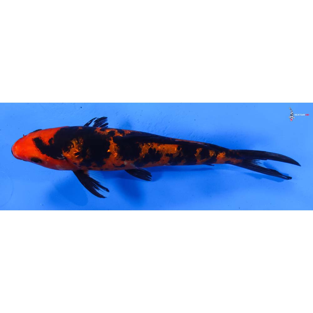 7.5” Imported Gin Rin Aka Bekko