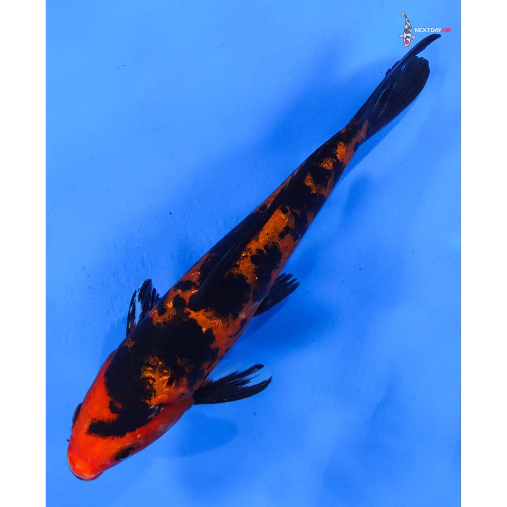 7.5” Imported Gin Rin Aka Bekko