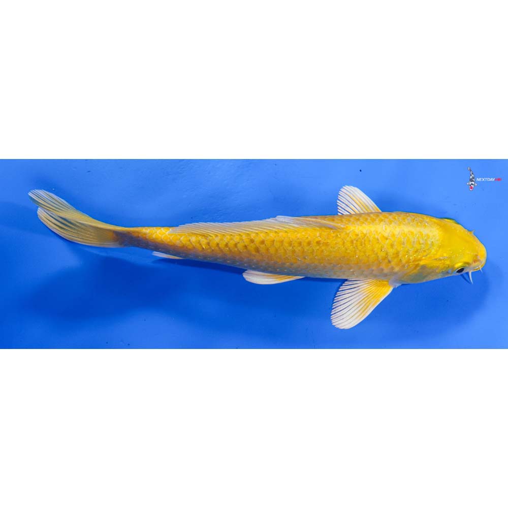 7.5” Imported Yamabuki Ogon