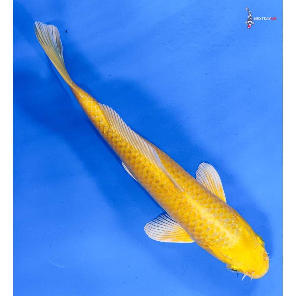 7.5” Imported Yamabuki Ogon
