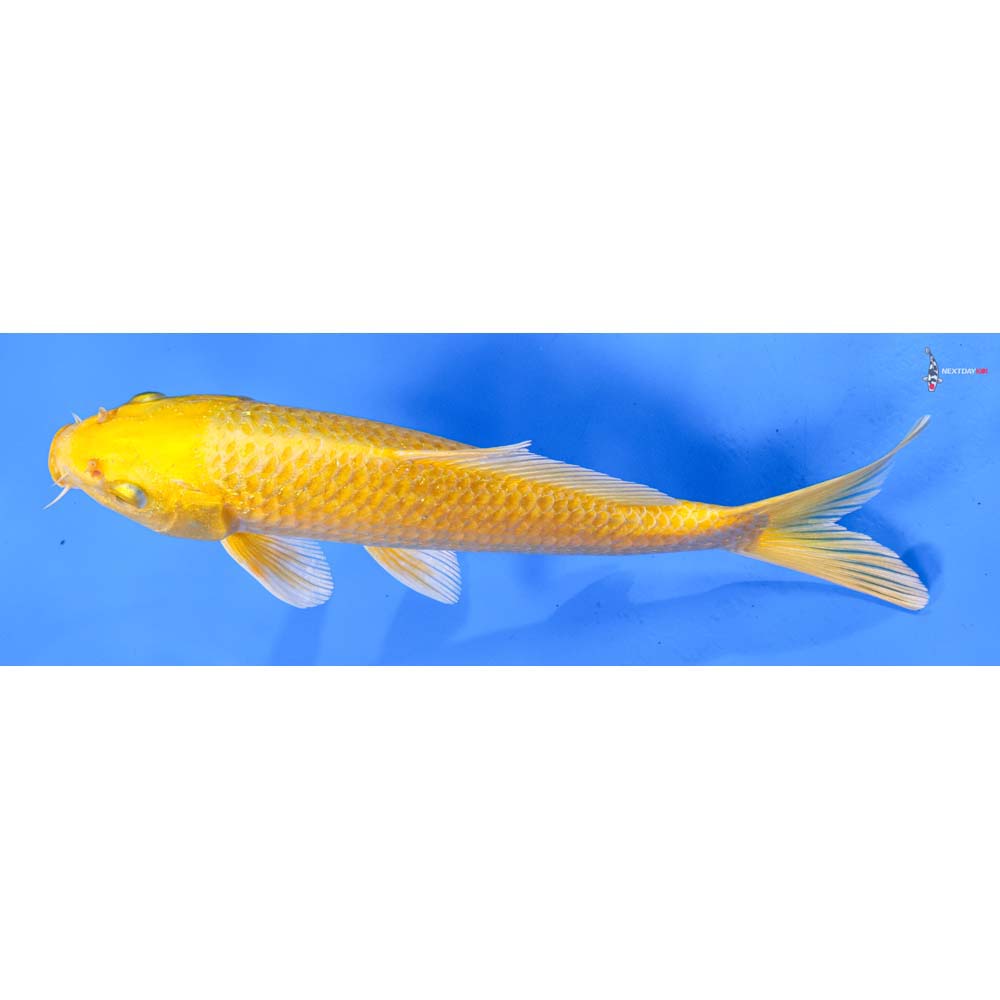 7.5” Imported Yamabuki Ogon