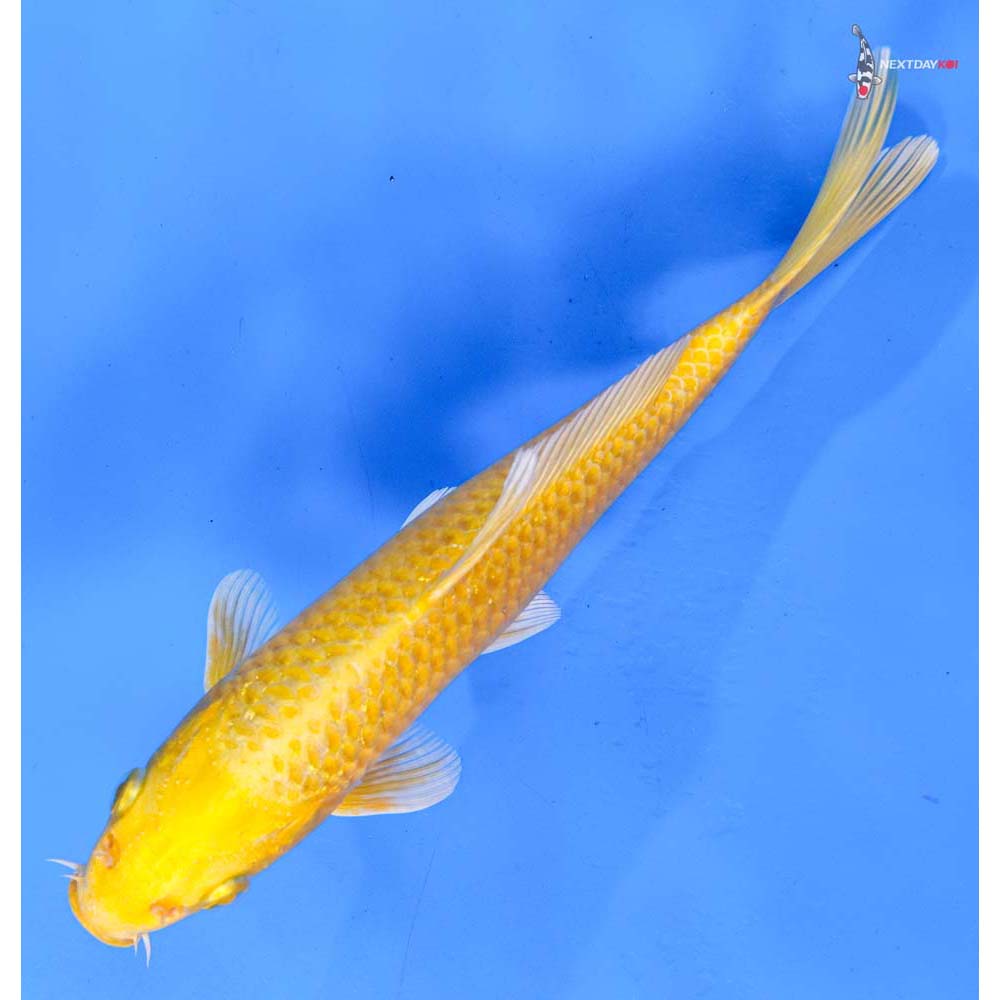 7.5” Imported Yamabuki Ogon