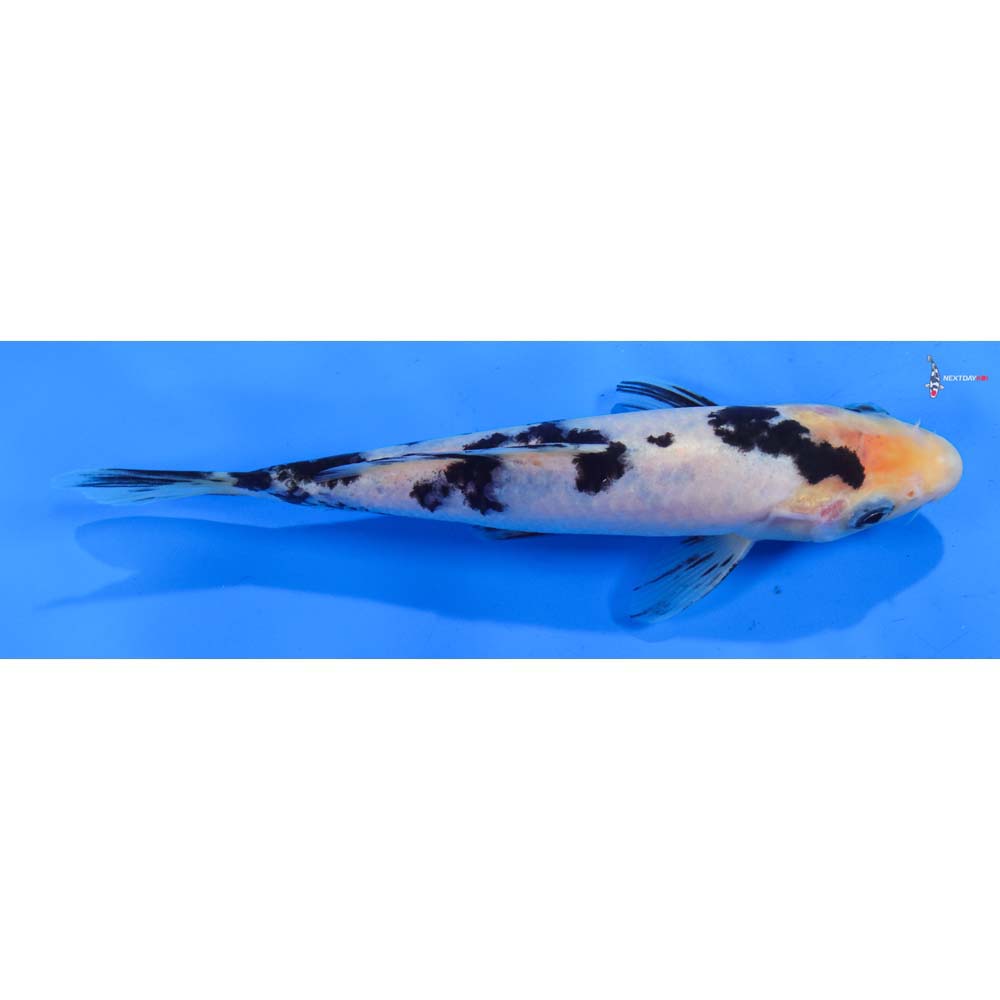 7” Imported Shiro Bekko