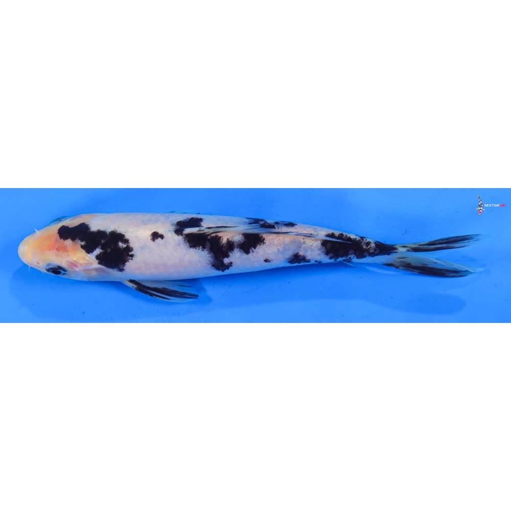 7” Imported Shiro Bekko