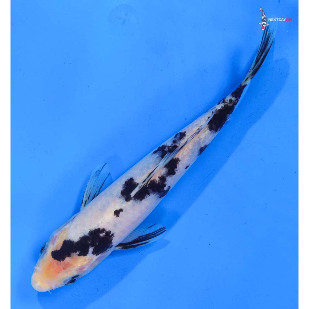 7” Imported Shiro Bekko