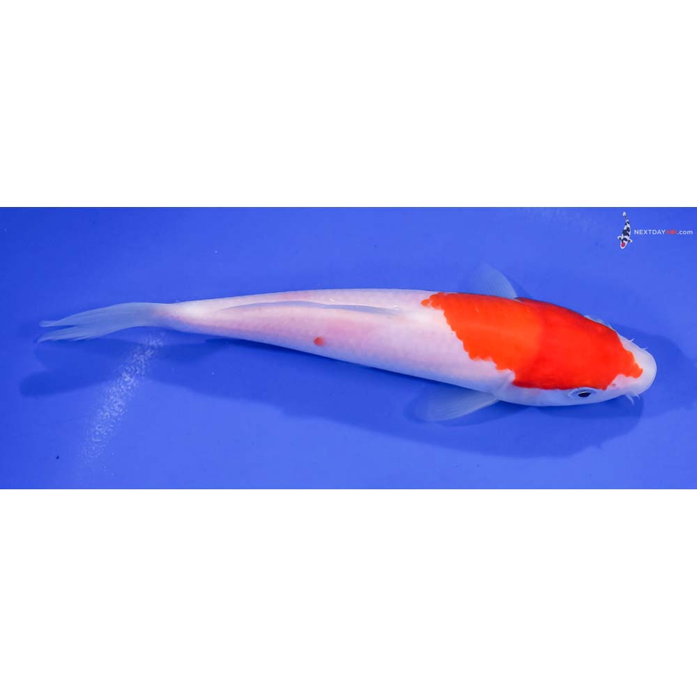 6.5” Imported Kohaku