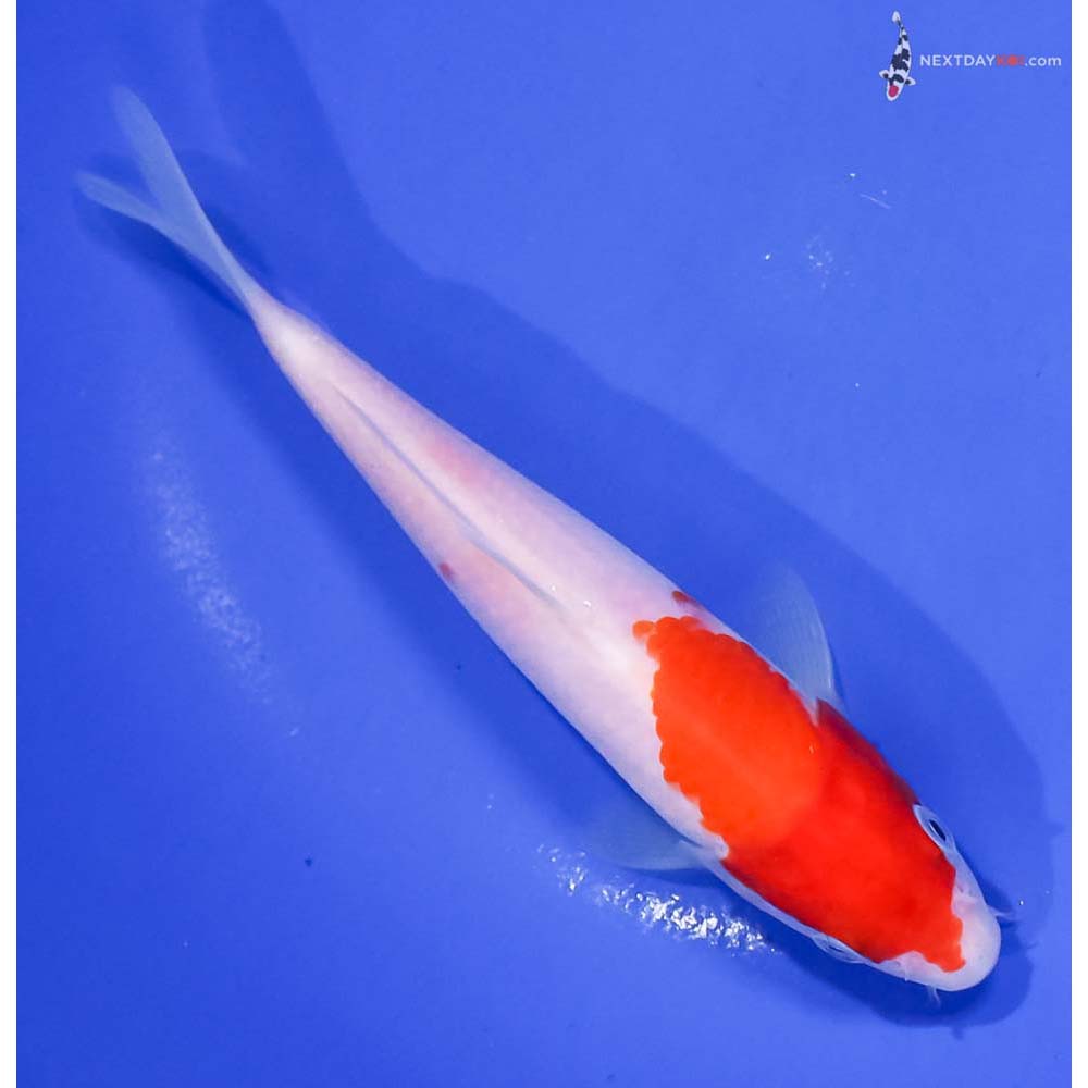 6.5” Imported Kohaku
