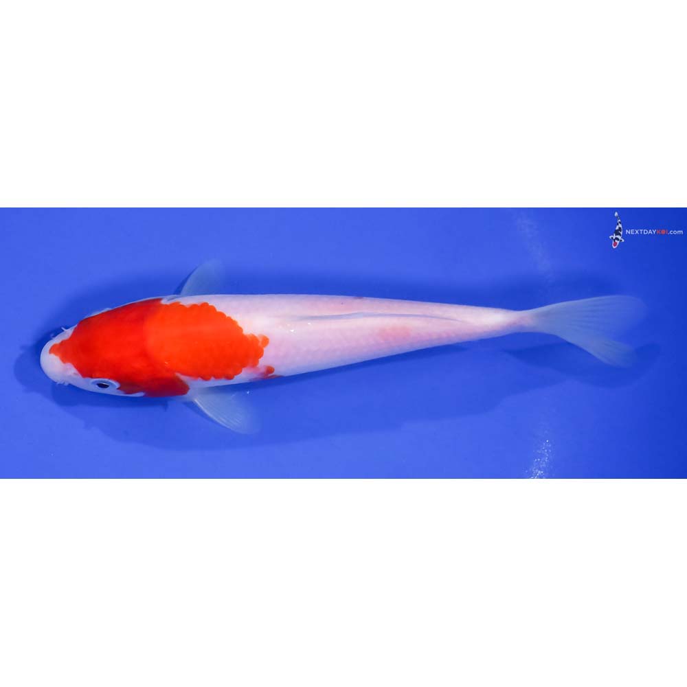 6.5” Imported Kohaku