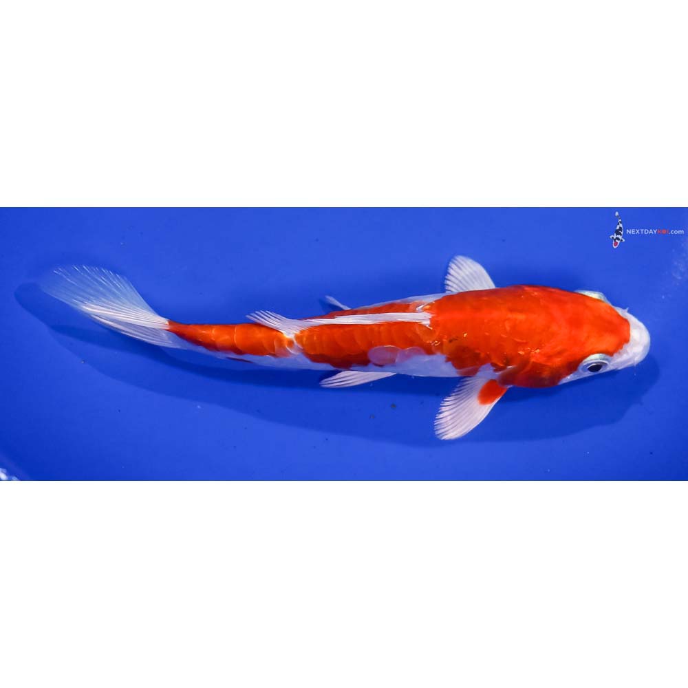 6.5” Imported Kikusui