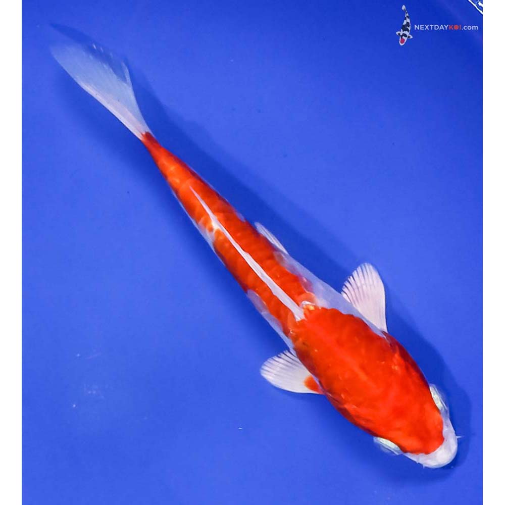 6.5” Imported Kikusui