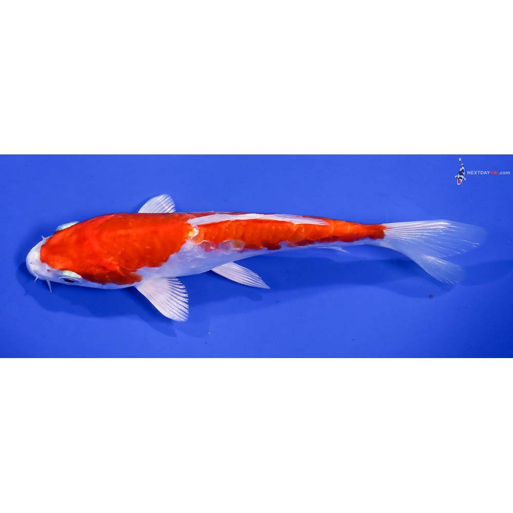 6.5” Imported Kikusui