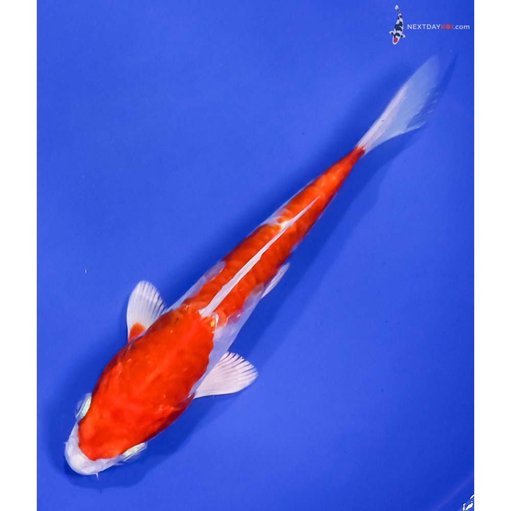 6.5” Imported Kikusui