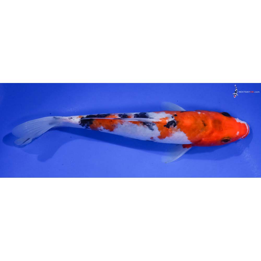 7” Imported Sanke
