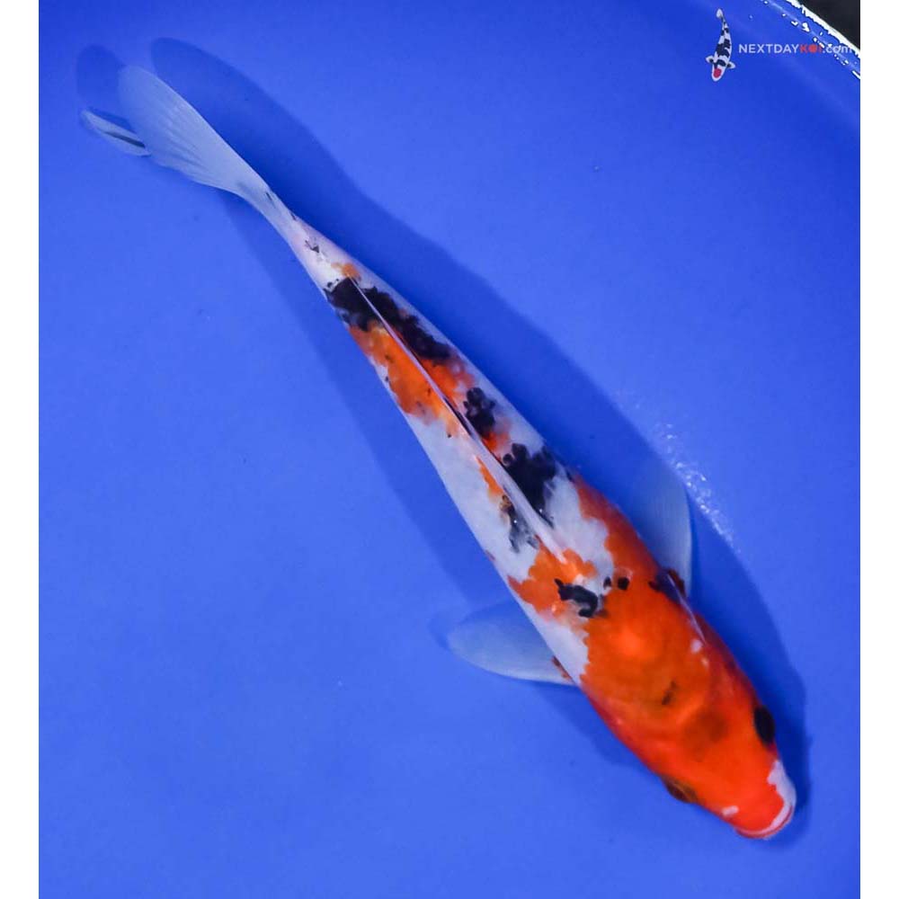 7” Imported Sanke