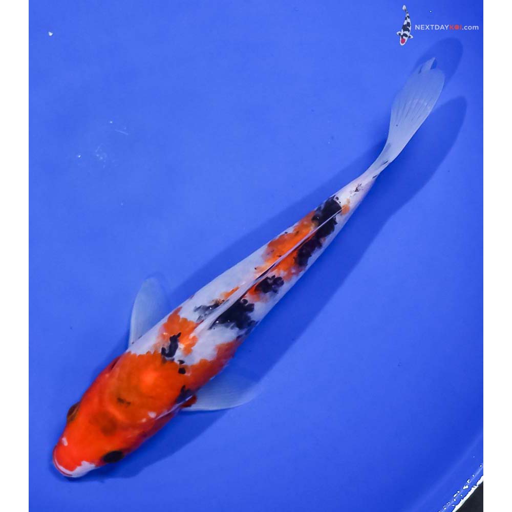 7” Imported Sanke