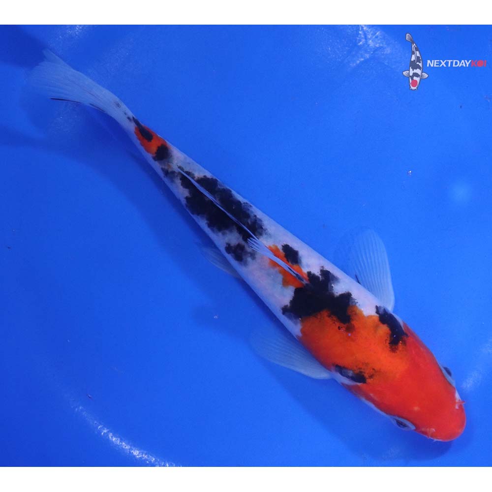 6.5” Imported Sanke